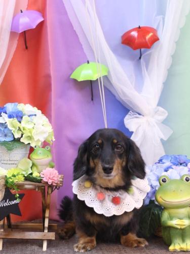 20230616モカちゃん